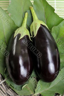 Eggplants.