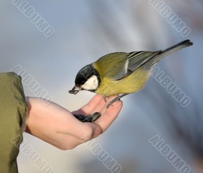 Titmouse on a hand.
