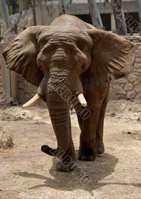 Elephant 