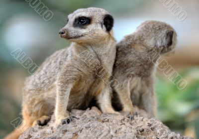 Suricata