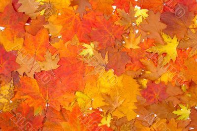 Ornament from autumn leaves