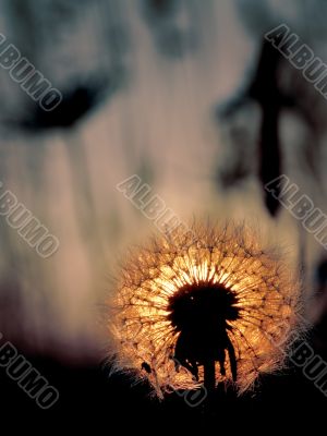 Dandelion on a sunset