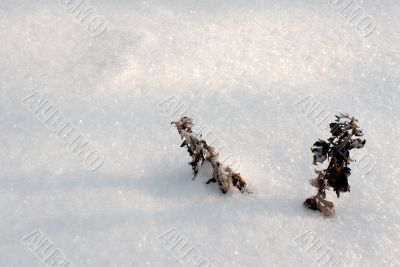 Snow 