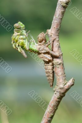 Birth of a dragonfly - series 5 photos