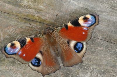 Butterfly peacock