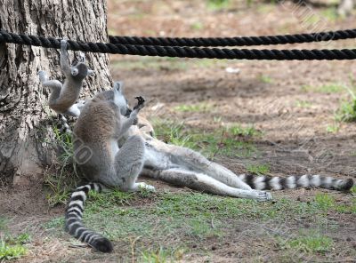 Lemurs