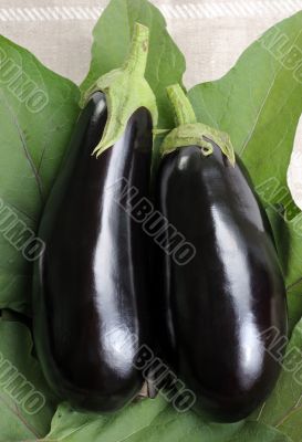 Eggplants.