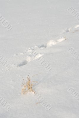 Footprints in the snow 