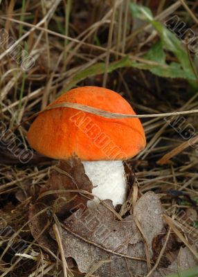 Orange cap boletus