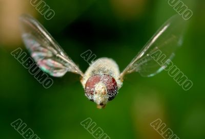 Flying fly