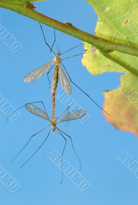 Two mosquitoes