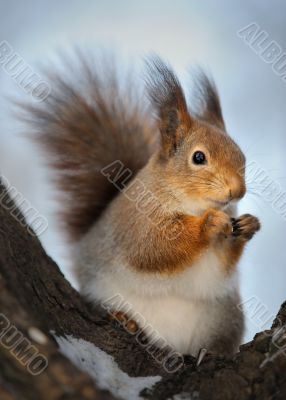 The squirrel.