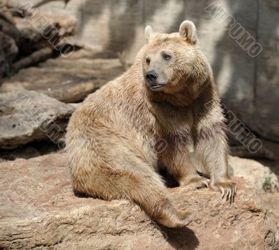 Bear 