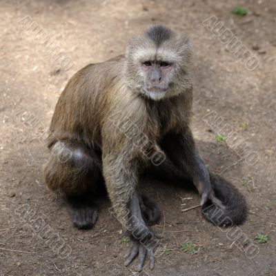Monkey 