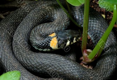 Grass-snake 