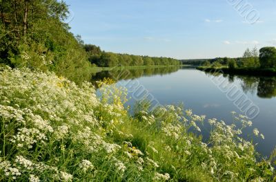 Flowers over the river