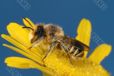 Yellow and blue 