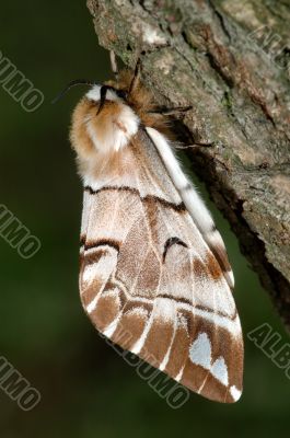 The butterfly Endromis versicolora on the birch