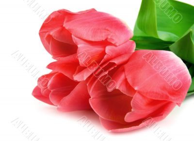 Three beautiful pink tulips isolated