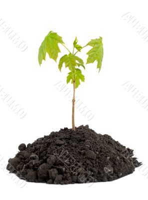 Seedling maple