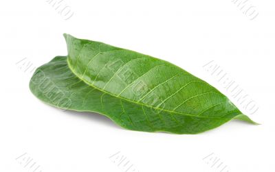 Walnut leaf