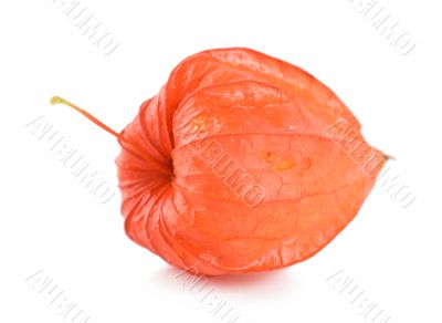 Cape gooseberry
