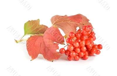 Ripe viburnum