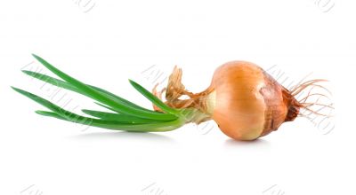 Onions with green scion isolated