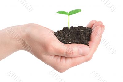 Human hands and young plant isolated