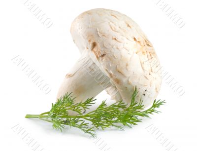 Mushroom and dill