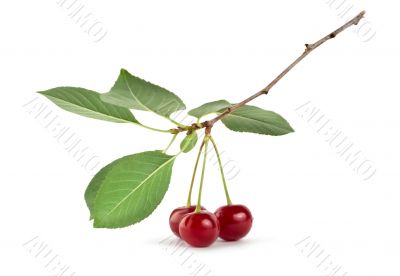 Cherry