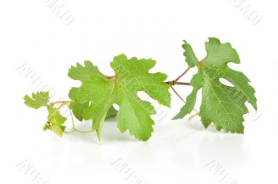 Grape leaves isolated