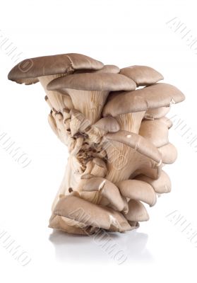 Oyster mushroom isolated