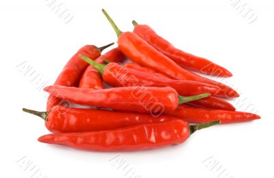 Chili pepper isolated