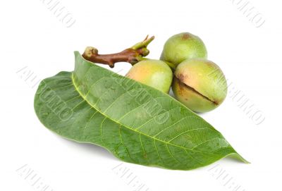 Branch of a walnut