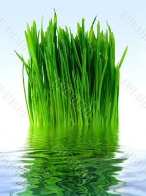 Green grass in the blue water