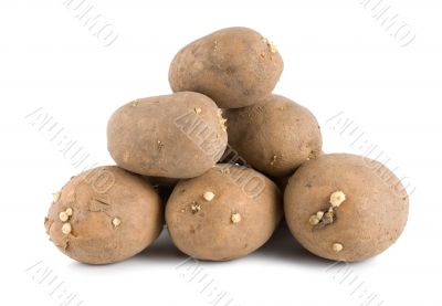 Old potatoes