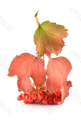 Viburnum
