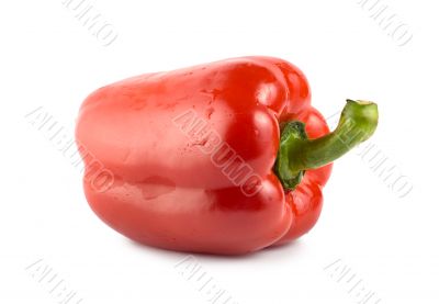 Red sweet pepper