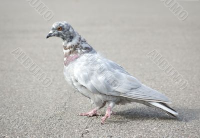 Grey pigeon 