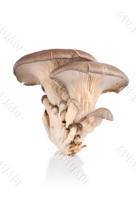 Oyster mushroom