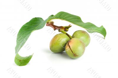 Branch of a walnut isolated on a white