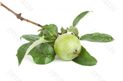 Branch of apple