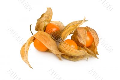 Physalis