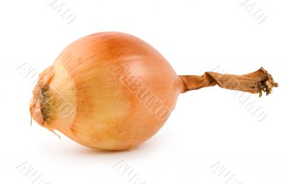 Onion isolated