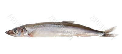 Raw capelin (Path)