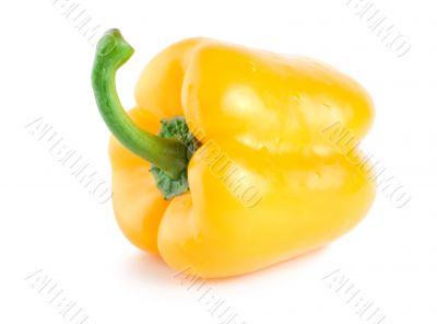 Fresh wet yellow pepper