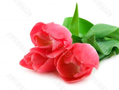Three beautiful pink tulips