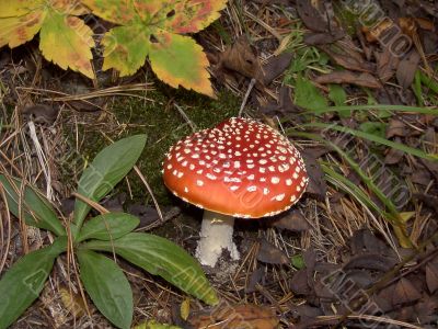 Amanita muscaria