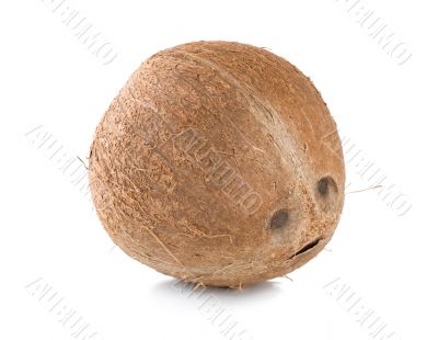 Ripe coconut isolated